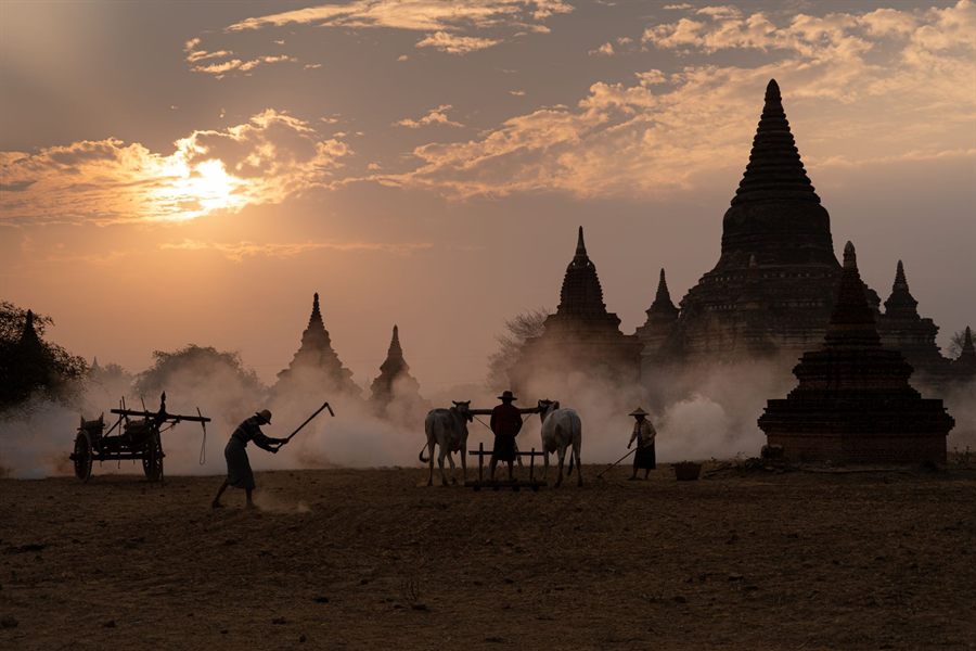 Farmers ploughing with oxen in front of Bagan temples at sunset